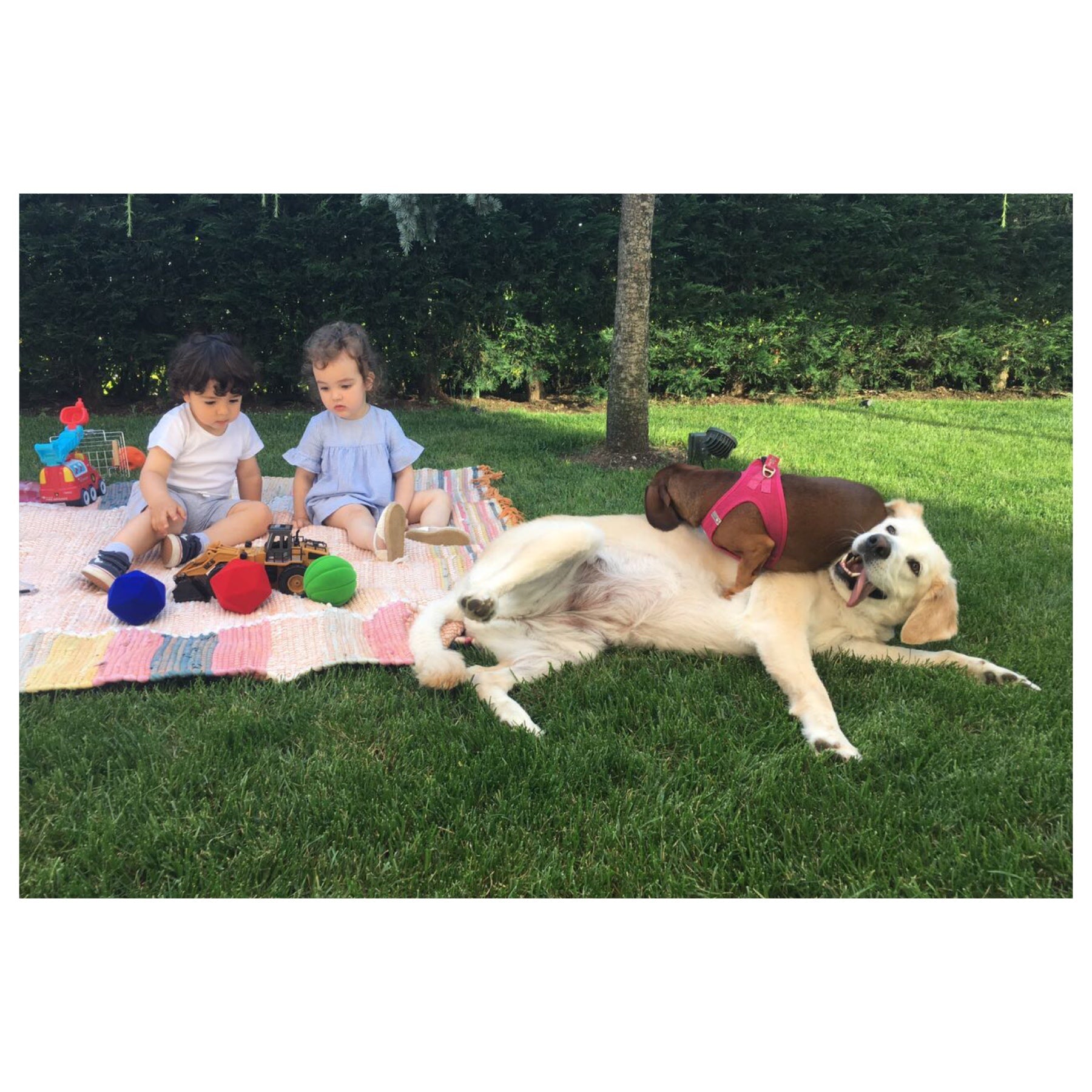 Bir Köpek ve Bir Bebek