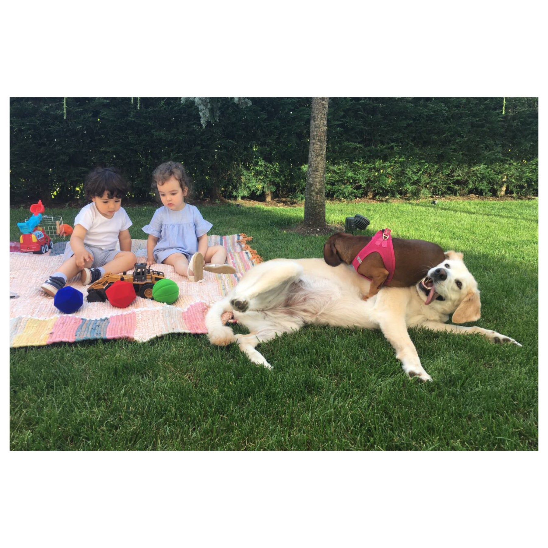 Bir Köpek ve Bir Bebek