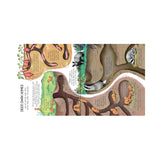 Look Inside: Animal Homes