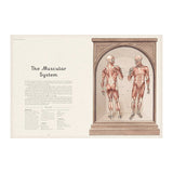 Anatomicum