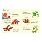 Minis Seashore Life To Spot