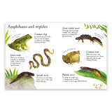 Minis Pond Life To Spot
