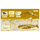 The Secret Life of Whales